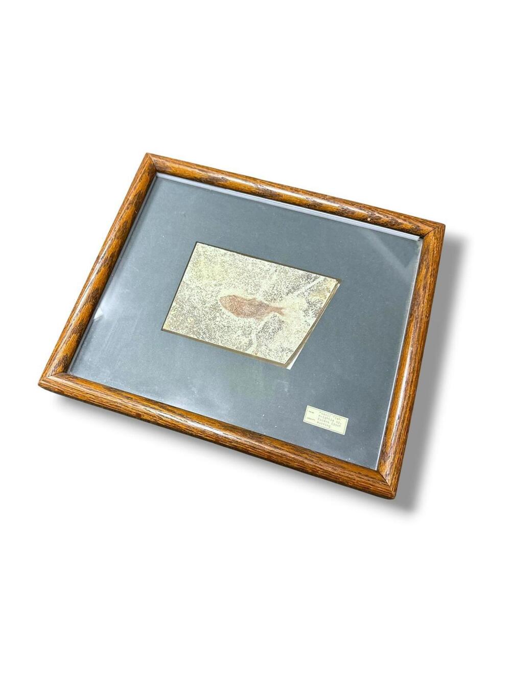 Vintage Framed Knightia sp. Eocene Epoch Fossil Fish